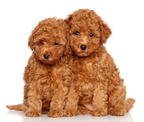 luxury-puppies.com, Luxury puppies, Luxury puppies for sale, Luxury puppy store, Luxury puppy shop, Luxury puppies Miami, Teacup puppies for sale, Designer puppies for sale, Puppies for sale near me, Small breed puppies for sale, Expensive puppies for sale, Toy breed puppies for sale, Cute puppies for sale, Puppies for sale under $1000, Puppies for sale under $500, AKC registered puppies for sale